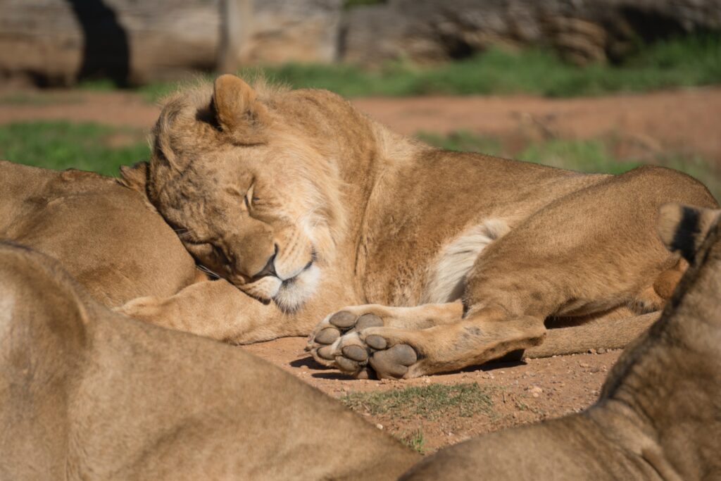 email snooze
